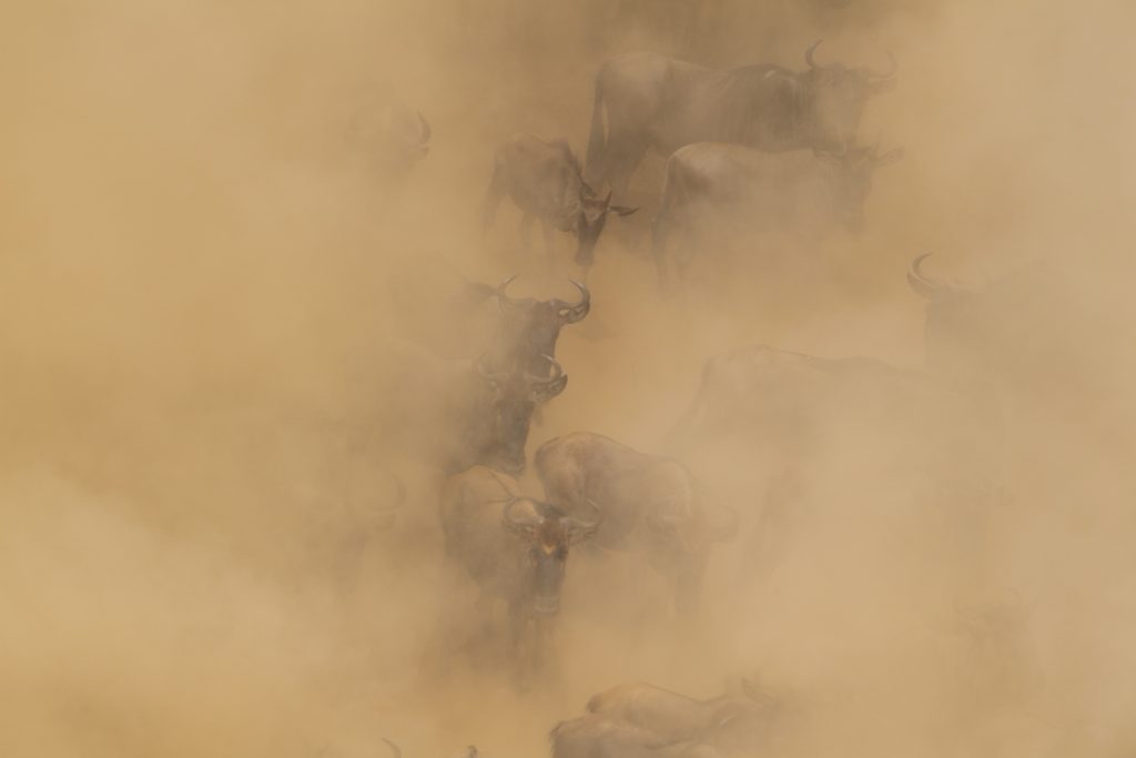 Wildebeest herds strung out across the Mara plains