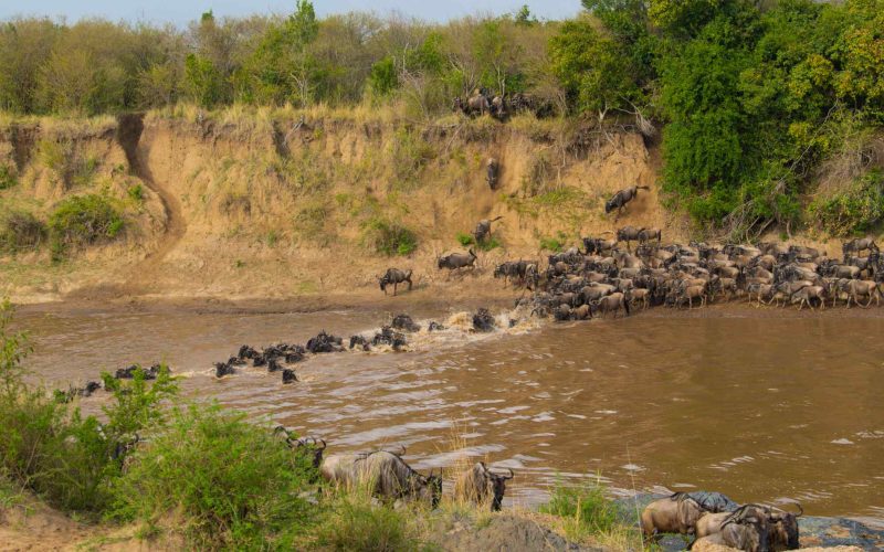 The Great Migration