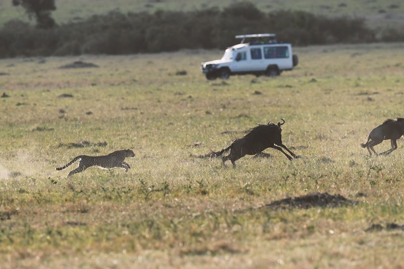 Thrilling wildlife encounters during jeep safaris