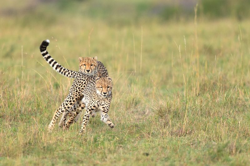 A close-up of two cheetahs, highlighting their striking features, sharp eyes, and elegant build.