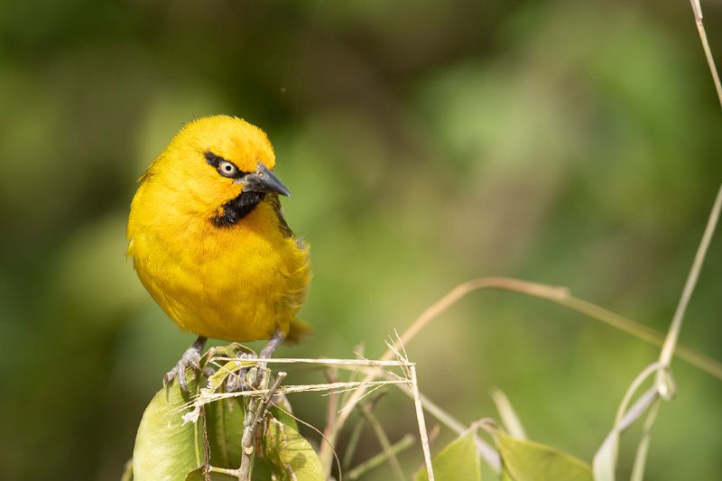 A beautiful bird perched on a branch, showcasing its vibrant colors against the backdrop of the Masai Mara landscape.