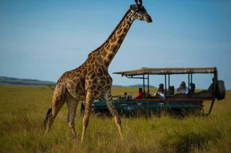 Game drives in Masai Mara offer a thrilling experience to witness the Big Five and beyond, surrounded by breathtaking landscapes and diverse wildlife.