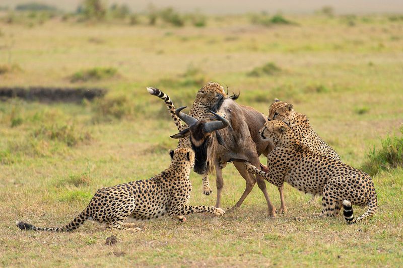 A striking moment captured during game drives in Masai Mara, where cheetahs feast on a wildebeest, showcasing the raw power and beauty of nature.