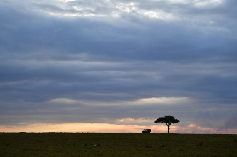 Experience the breathtaking beauty of the Masai Mara on game drives, with sweeping views of rolling savannahs and acacia-dotted horizons.