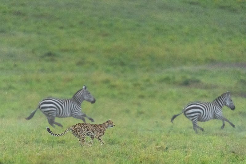 A thrilling moment during game drives in Masai Mara as a cheetah sprints across the savannah, chasing zebras.