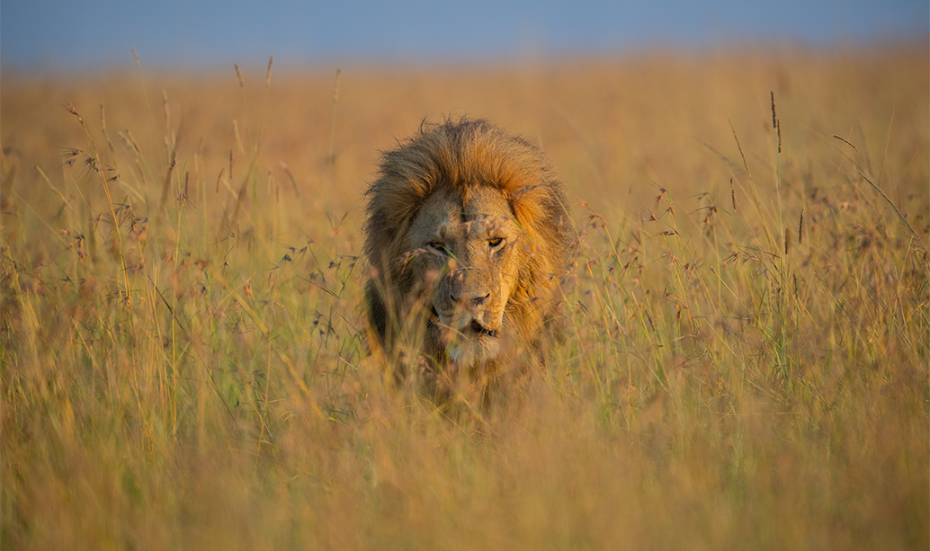 African lion in the Masai Mara,