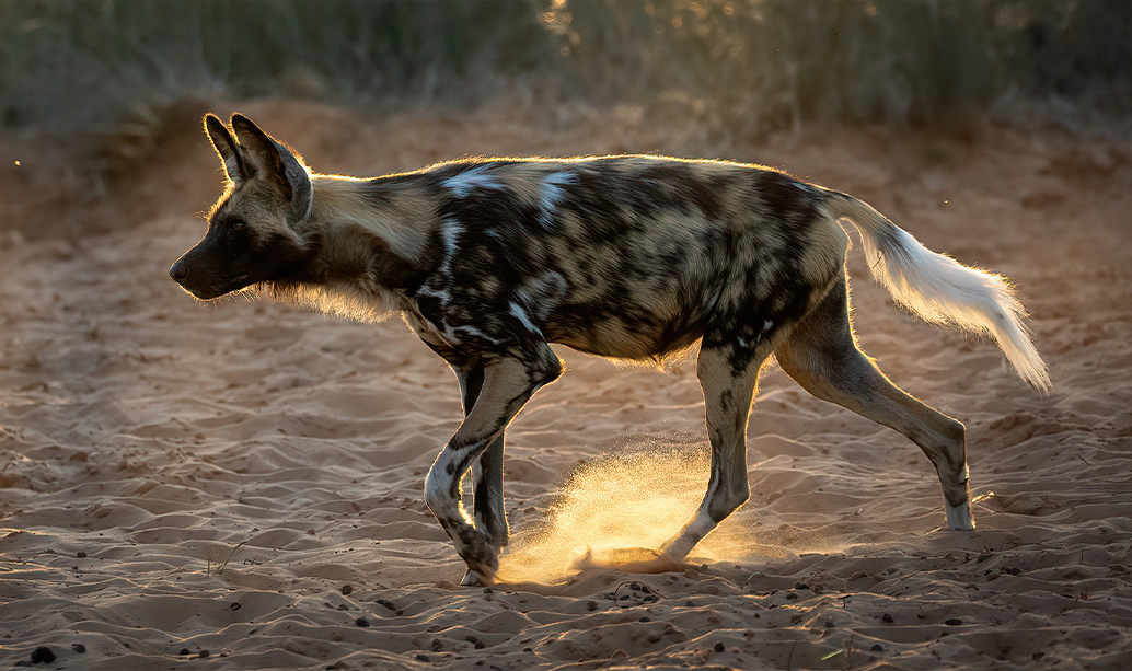 African wild dog captured in the wild