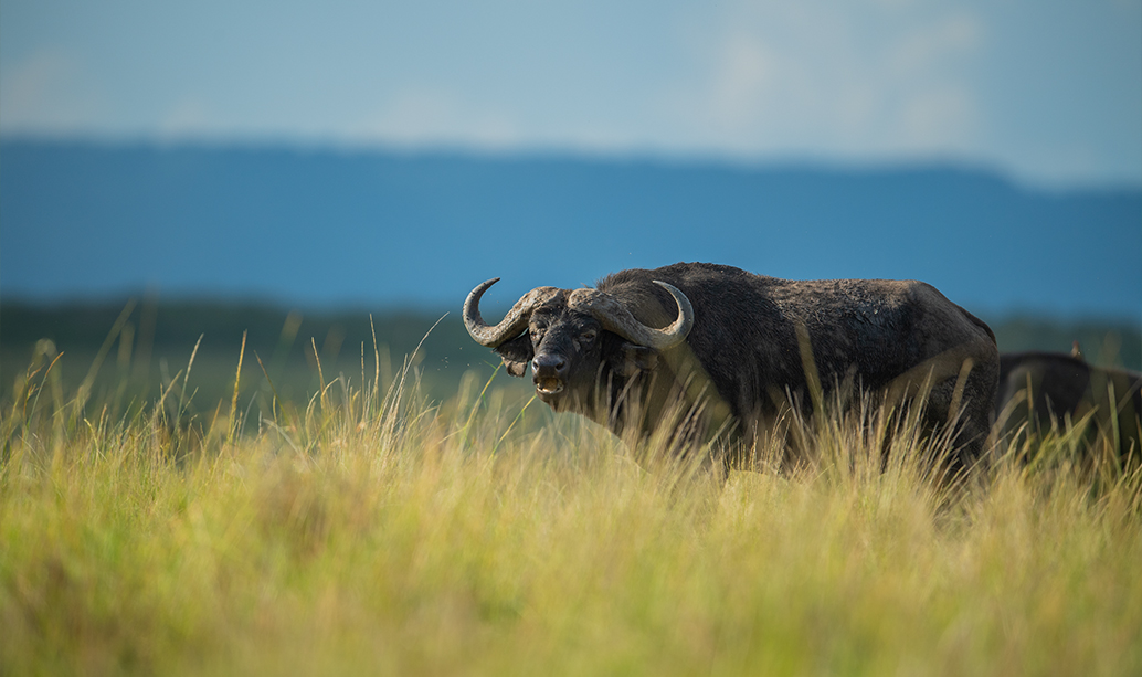 African buffalo standing in the Masai Mara grasslands