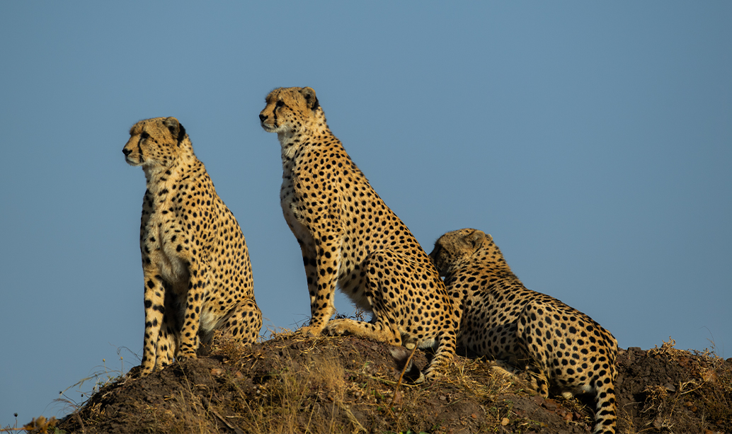 Alert Cheetahs in the open plains of the Mara