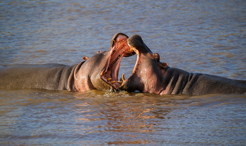 Hippos in a river in the Masai Mara