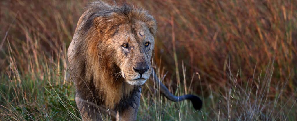 The Life and Legacy of Scarface Lion: Africa’s most famous predator
